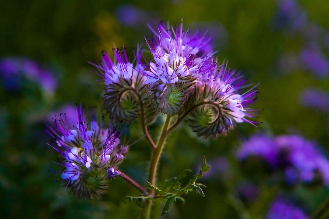 Purple Phacelia flowers with intricate stamens bloom in a meadow with a soft-focus green bokeh background.