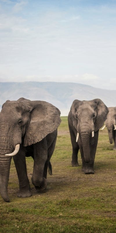 Elephant  wallpaper,Elephant,Elephant  background,animal wallpaper