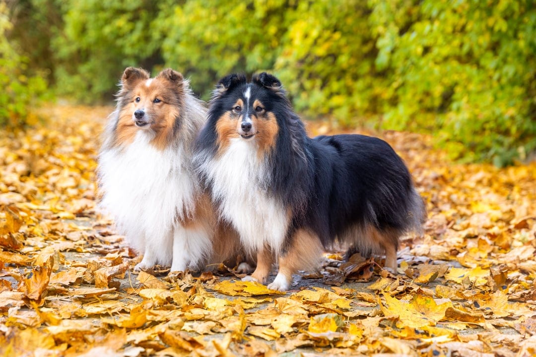 Two Shetland Sheepdogs, one sable and one tri-color, sit together on a path covered in orange autumn leaves.