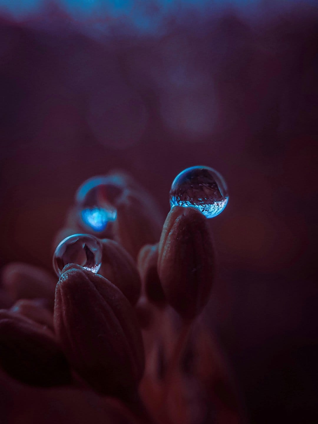 Spherical blue dew drops sit on dark flower buds with a soft purple bokeh background and sharp focal clarity.