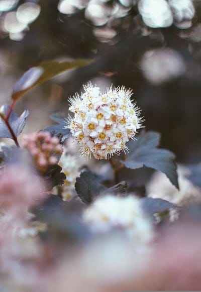 White spherical flower cluster with yellow centers nestled among dark purple leaves in a soft pink bokeh field.