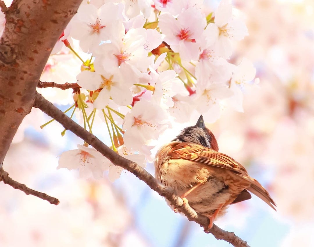 Sparrow perched on a cherry blossom branch with pink flowers and a soft bokeh background in spring morning light.