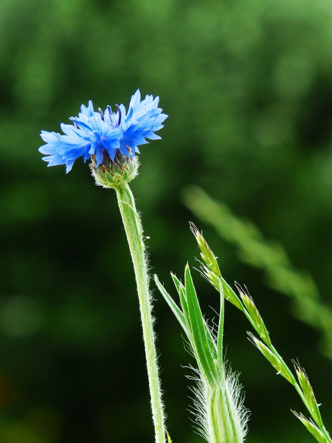 Blue cornflower with feathery petals and a fuzzy green stem glows against a soft blurred meadow background.