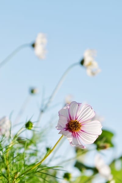 White cosmos flower with pink-tipped petals and a yellow center blooms against a clear blue sky in a garden.
