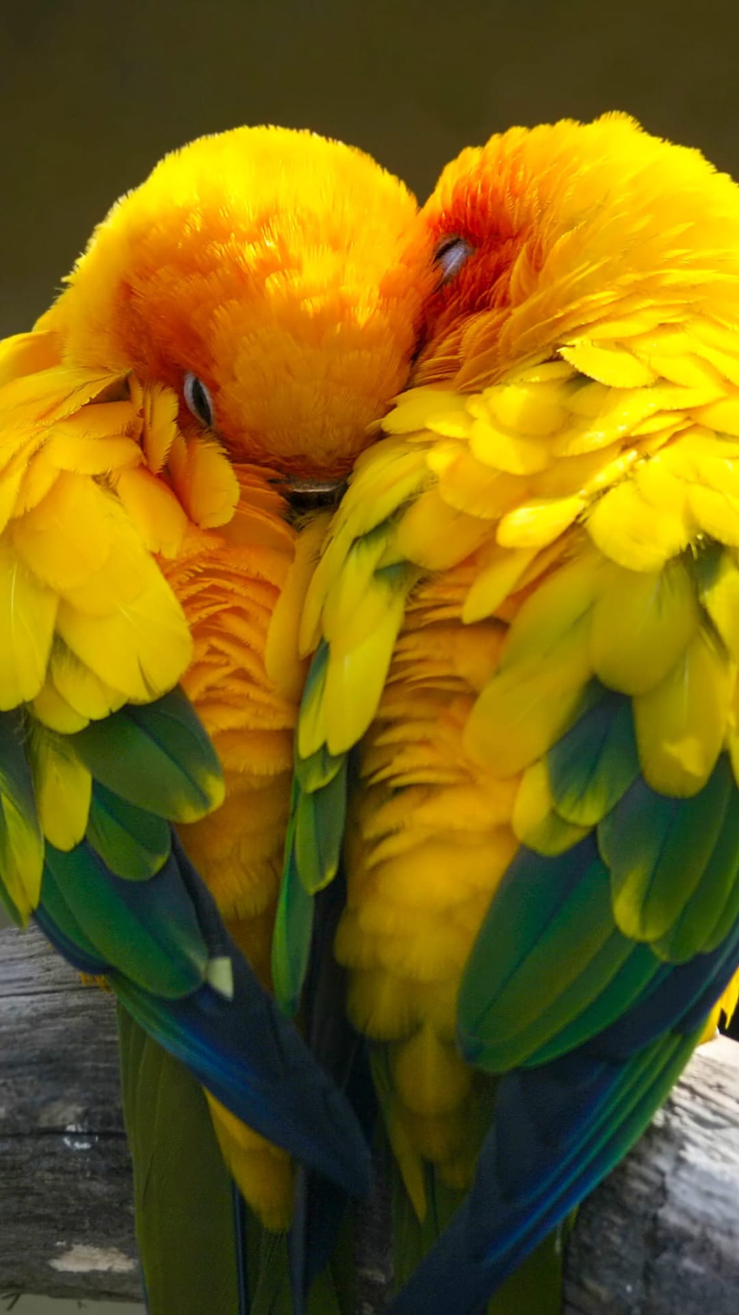 Two Sun Conure parrots with yellow and orange feathers huddle together with their eyes closed in a close-up.