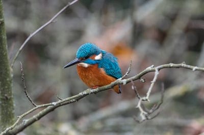 Common kingfisher with blue and orange feathers perches on a thin branch against a soft green blurred background.