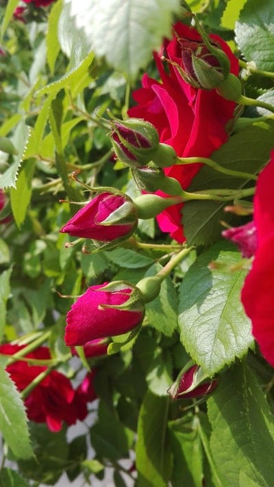 Crimson rose buds and green leaves glow under sunlight in a detailed macro botanical phone wallpaper.