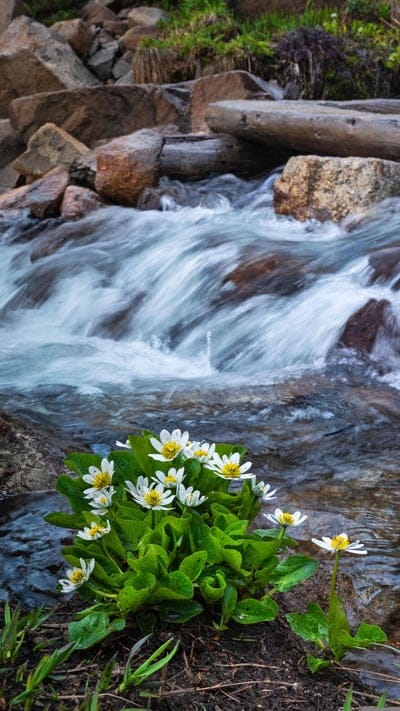 wildflowers, mountain stream, alpine flowers, nature, water, rocks, creek, flora, landscape, scenic, outdoors, bloom, stream, fragile beauty, natural beauty, environment, wilderness, creekside, forest, hiking, tranquility, spring, summer