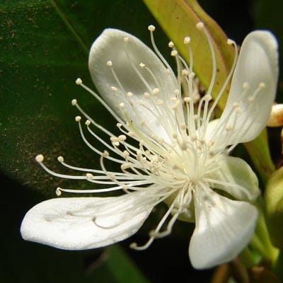 White flower stamens with yellow pollen tips rest against soft petals and a dark green leaf in a macro view.
