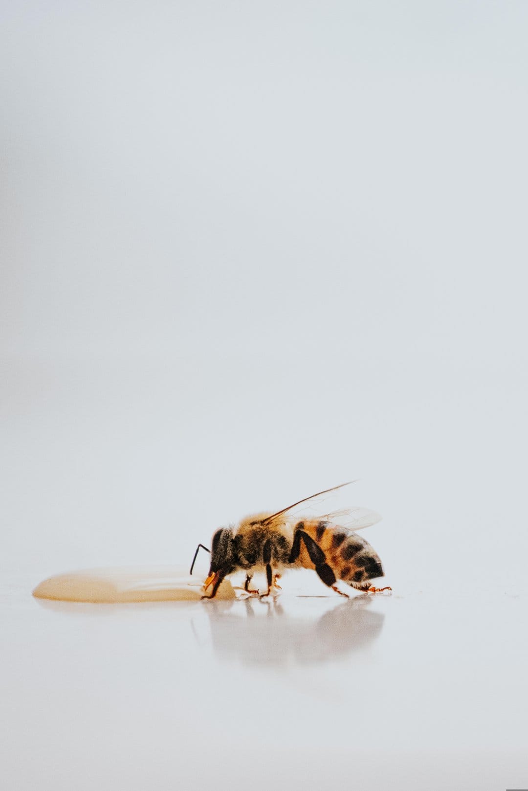 Honeybee with translucent wings sips golden liquid from a reflective white floor in a sharp macro portrait.