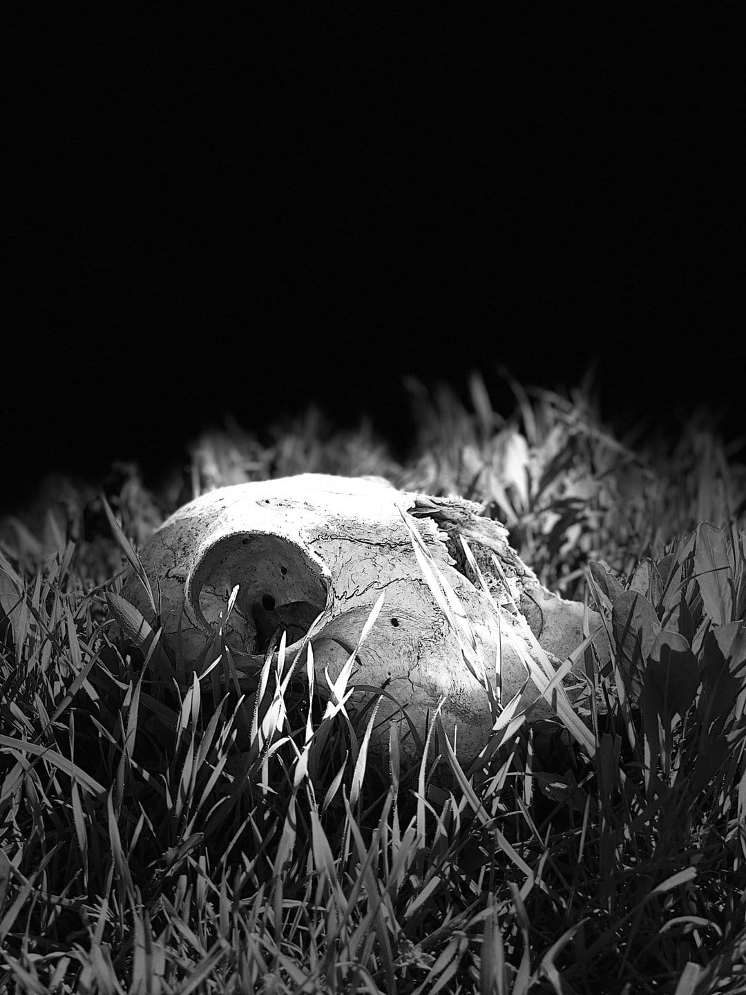 Weathered animal skull nestled in dense tall grass with dramatic shadows and high-contrast monochrome lighting.