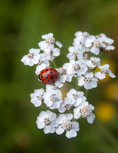 Red ladybug with black spots climbs a cluster of white yarrow flowers against a blurred green background.