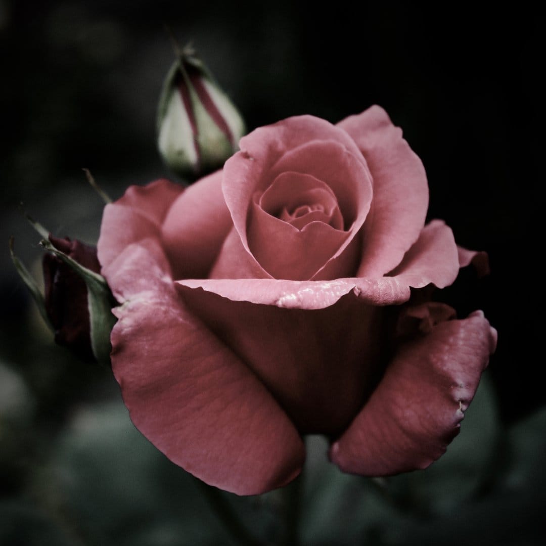 Deep pink rose with velvet petals and a striped bud stands out against a dark, shadowy garden backdrop.