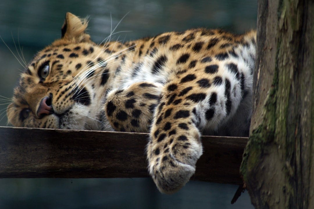 Leopard with blue eyes rests its chin on a thick wooden beam while lounging in a shaded tropical environment.