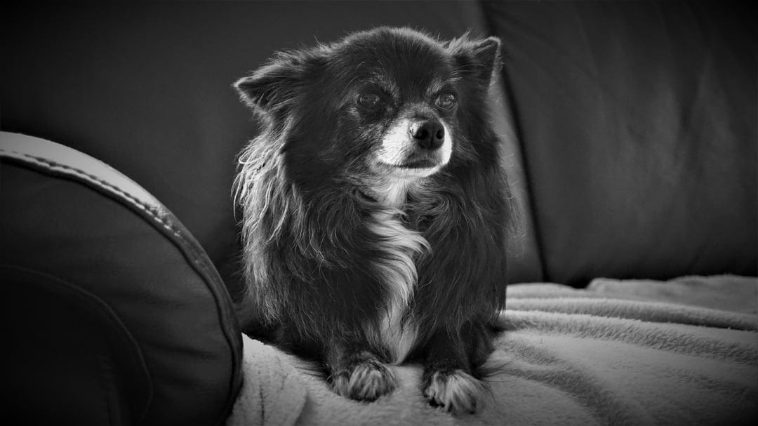 Long-haired Chihuahua with an alert expression sits on a soft couch in a monochrome close-up portrait.