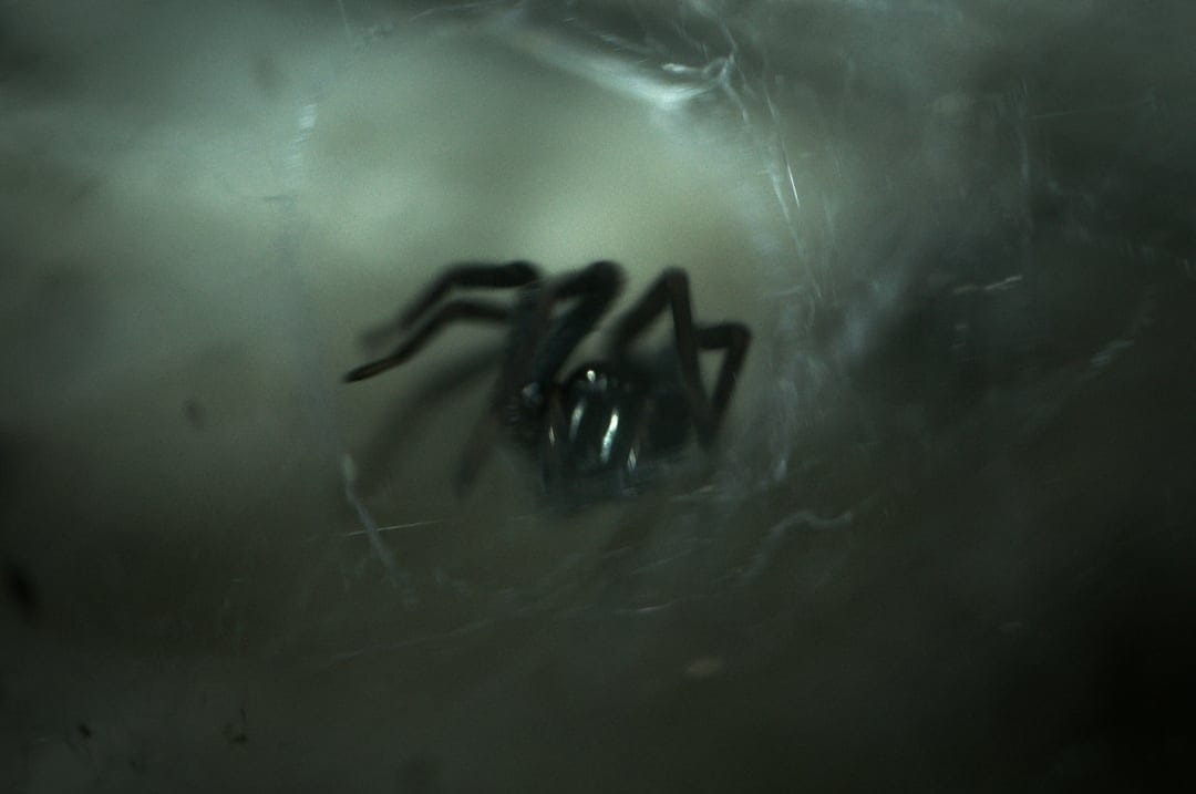 Dark spider with glossy exoskeleton sits on a delicate silk web against a shadowy, low-light background.