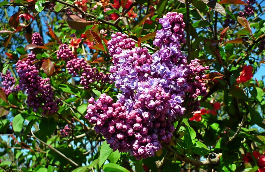 Purple lilac clusters and red flowers bloom under bright sunlight with green leaves in a soft-focus background.