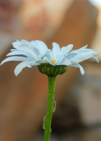 White daisy flower with a vibrant yellow center and ivory petals captured in sharp detail against green bokeh.