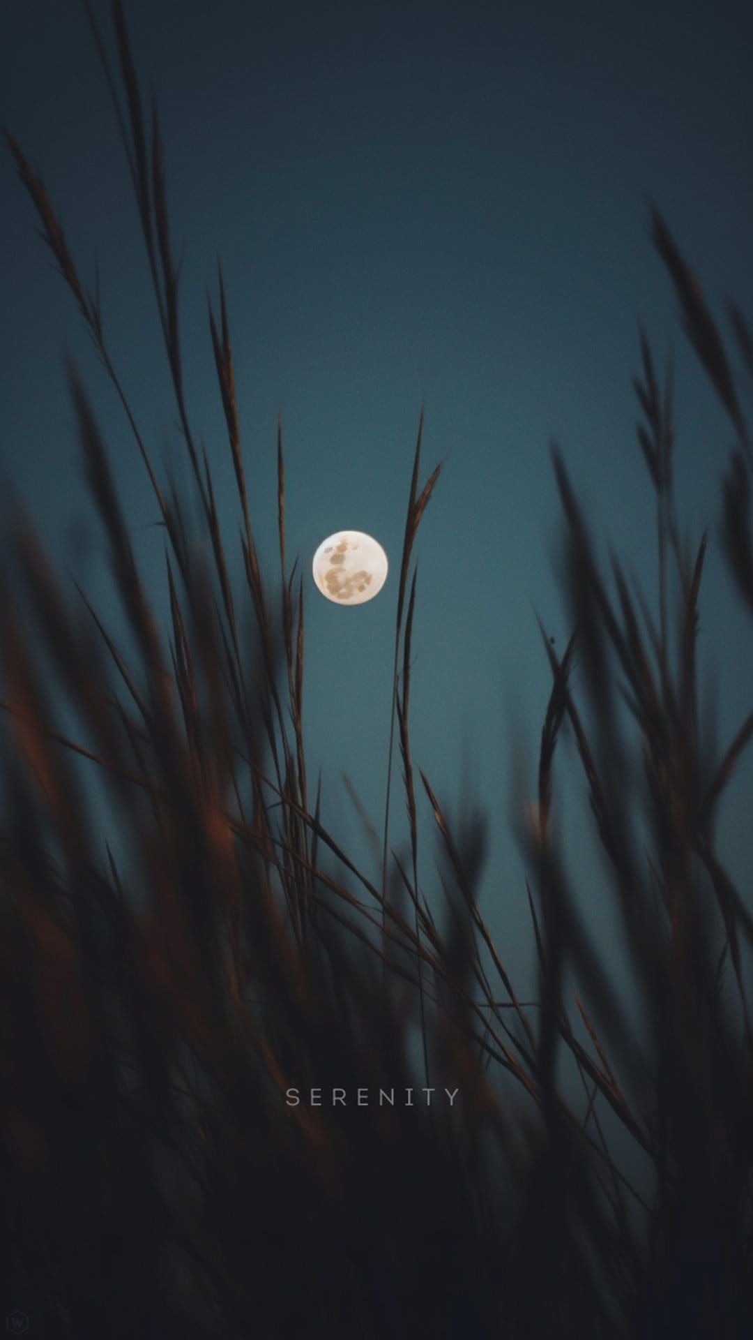 Full moon glows behind dark silhouettes of tall grass against a deep blue twilight sky with serenity text.
