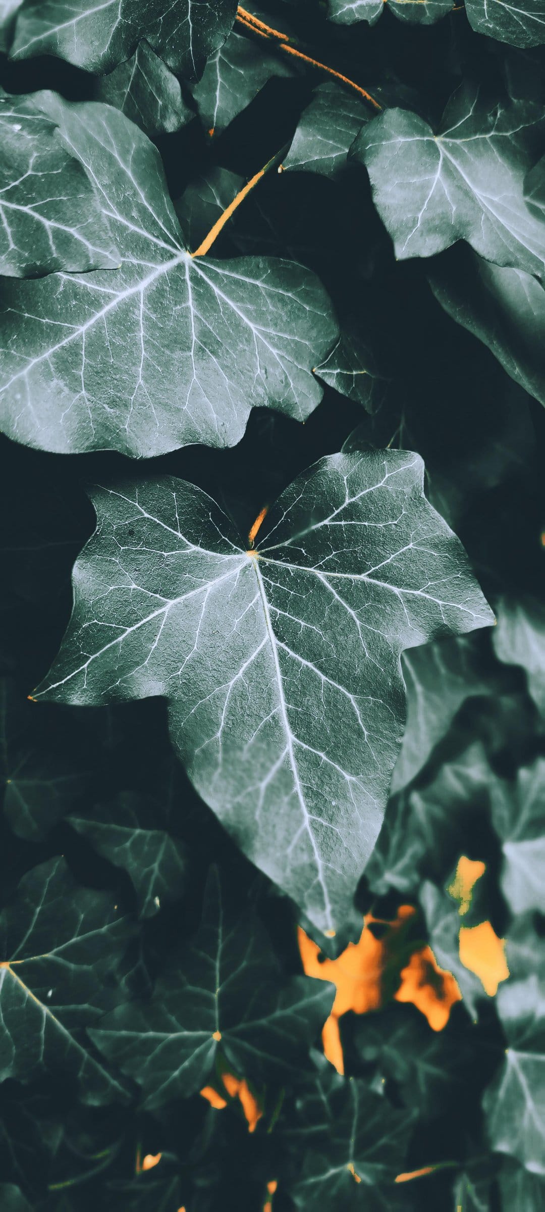 Dark green ivy leaves with pale veins and a subtle orange glow filtering through the dense botanical foliage.