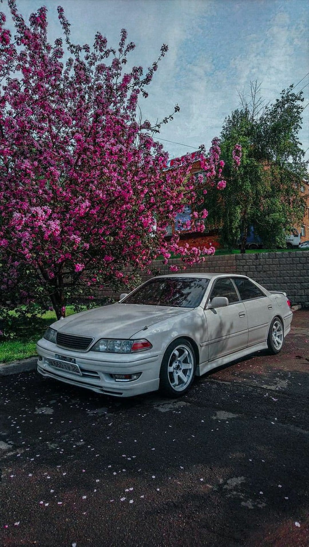 White vintage sedan parked under a blooming pink cherry blossom tree with pink petals scattered on asphalt.