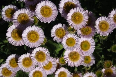 Pink daisy-like flowers with bright yellow centers tightly clustered together against a dark leafy background.