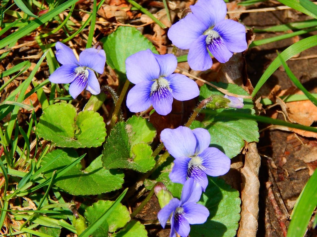 Purple violets with dark veined petals grow among green leaves and grass in a soft-focus macro floral photograph.