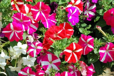 Magenta petunias with white star patterns and tiny white flowers bloom amidst dense green garden leaves.
