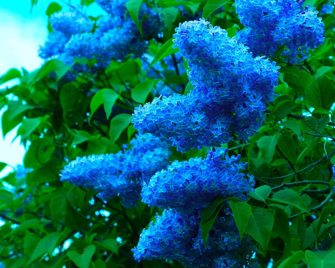 Blue lilac flower clusters with tiny petals surrounded by green leaves under bright spring sunshine.