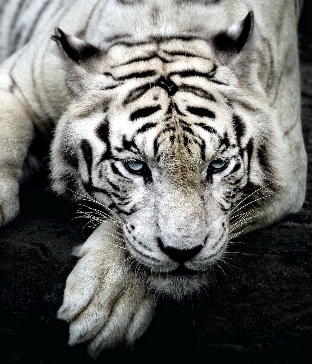 White tiger with blue eyes rests its paw forward, showing detailed black stripes and a calm facial expression.