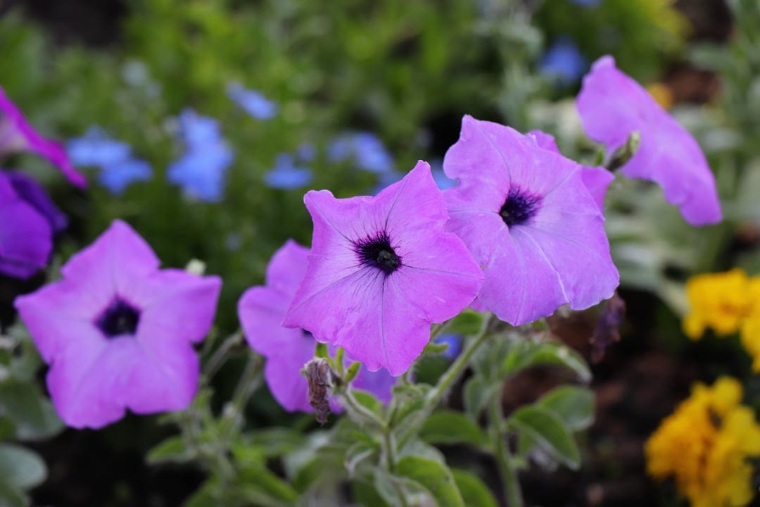 Purple petunia flowers with dark centers appear in a macro view against a soft-focus green garden background.