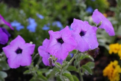 purple petunias, flower garden, blooming flowers, nature photography, floral close-up, lavender petunias, summer garden, garden flowers, petunia blossoms, vibrant colors, horticulture, botany, outdoor plants, beautiful flowers, delicate petals, trumpet flowers, natural beauty, seasonal blooms, detailed flora, garden scene, floral photography, plant life
