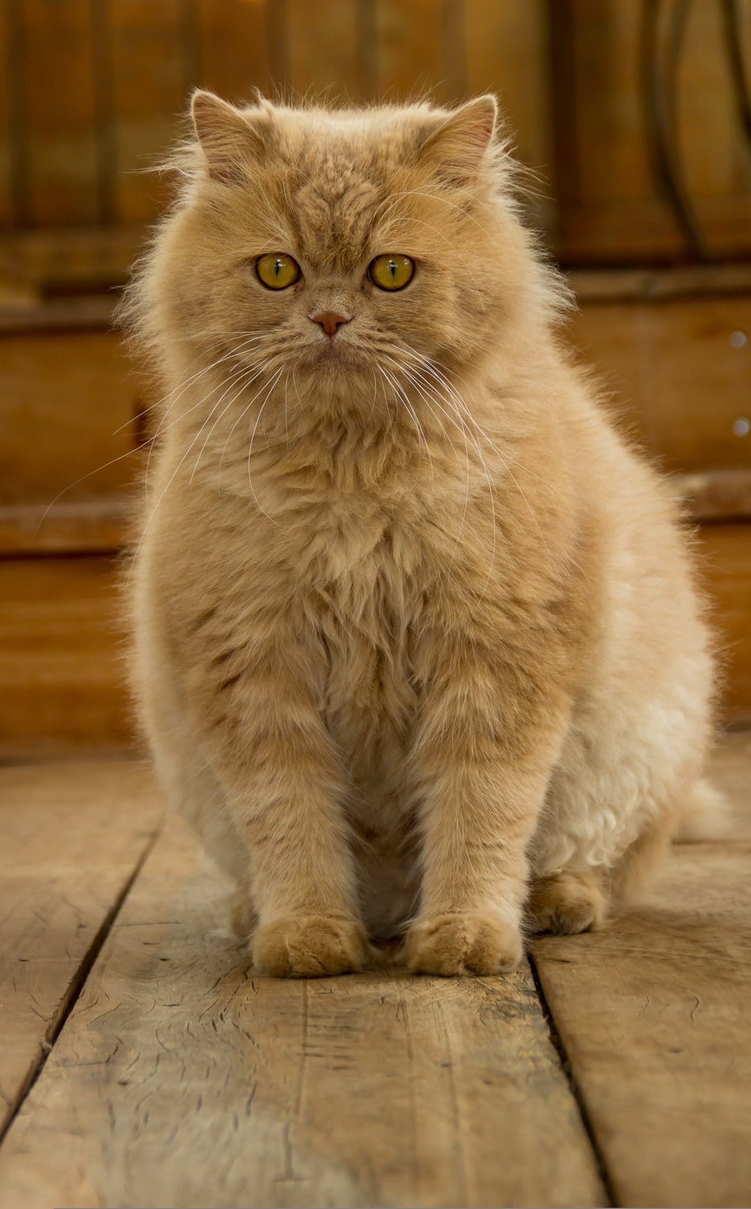 Fluffy ginger cat with yellow eyes sitting on a rustic wooden floor with long whiskers and soft fur.