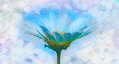 flower,plant,free wallpaper,floral background,cool backgrounds,hd wallpaper,inner peace,intimate,calm,flower background,full hd wallpaper,beautiful wallpaper,blessing,windows wallpaper,laptop wallpaper,just flower,gentle,wallpaper 4k,free background,bloss