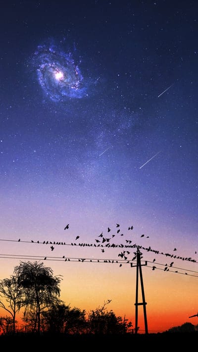 wires,sunset,birds,trees,stars,starry sky