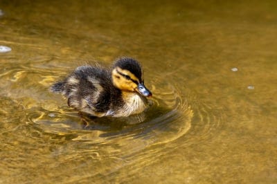 mallard,duckling,lake,pond,hd wallpaper,nature background,duck,nature,animal,beautiful nature,wildlife,water bird,water,cute,nature wallpaper,full hd wallpaper,nature photography,animal photography