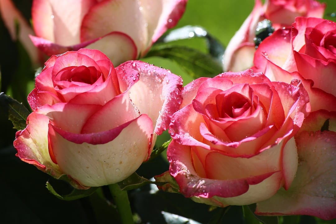 Pink and white rose petals covered in tiny water droplets with a soft-focus background and vibrant fuchsia edges.