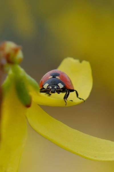ladybug,beautiful flowers,beautiful wallpaper,ladybird beetle,phone wallpaper,insect,lock screen wallpaper,macro,close up,spring,samsung wallpaper,mobile wallpaper 4k,ipad wallpaper,flower background,bloom,mobile wallpaper,flower wallpaper,iphone wallpape