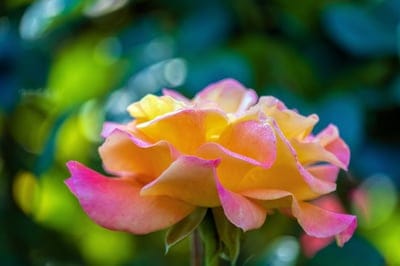 Bicolor yellow and pink rose with velvet petals set against a dreamy teal bokeh and blurred garden background.