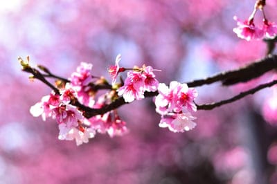 Pink cherry blossoms with white edges bloom on dark branches against a soft, blurred floral bokeh background.