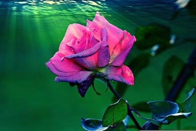 Pink rose submerged in blue water with golden sunbeams illuminating its petals and deep green leaves behind.