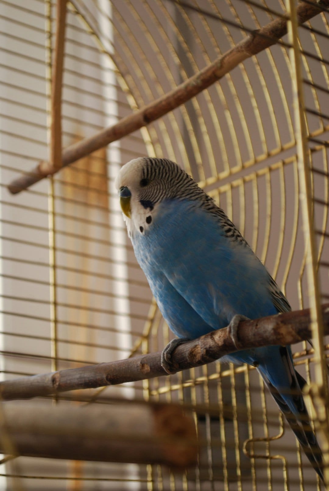 Blue budgie with white and black markings sits on a wooden branch inside a metallic gold-colored wire birdcage.