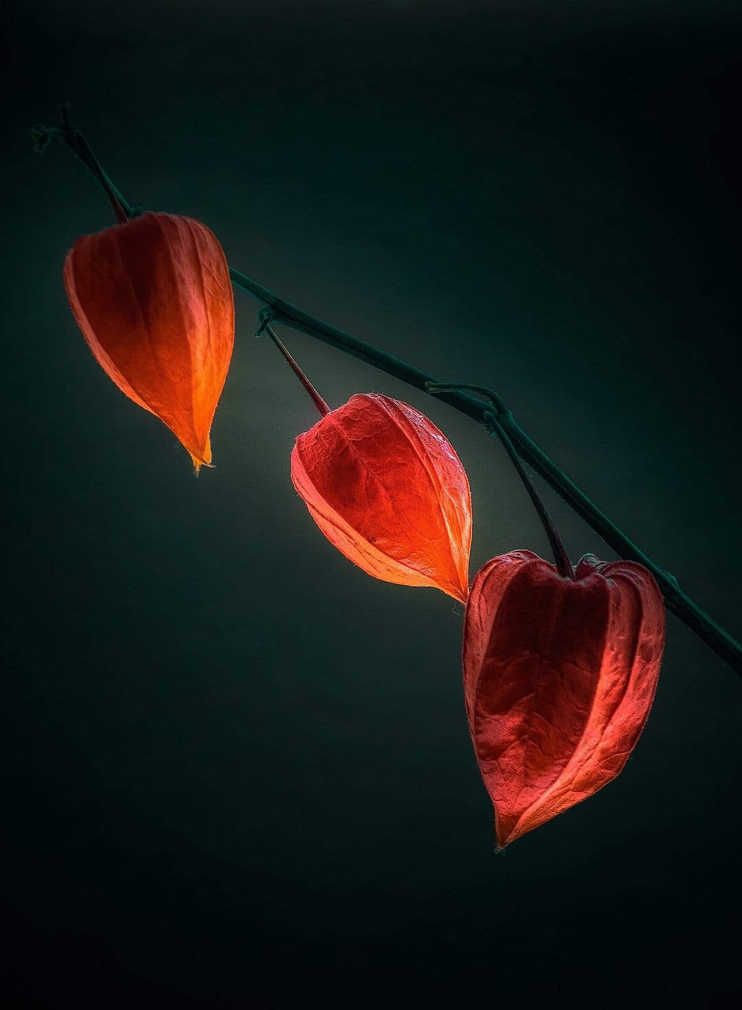 Three translucent red Physalis lantern fruits glow against a dark stem and shadowy background with visible veins.