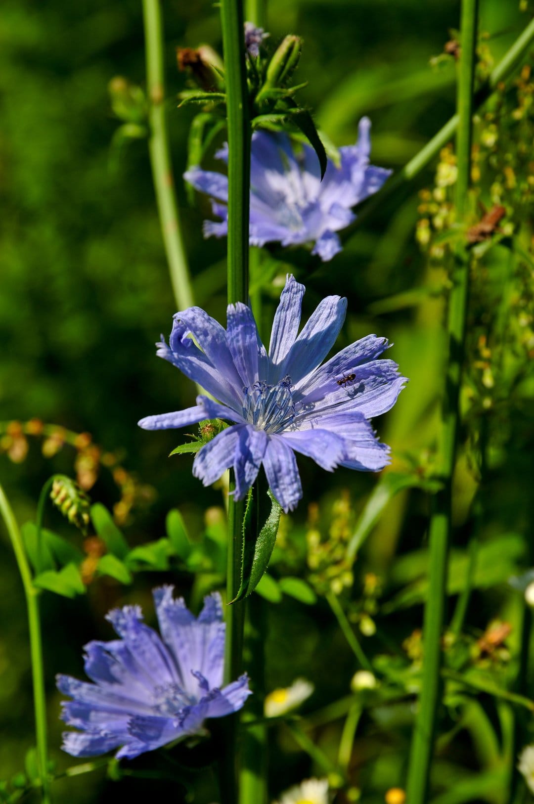 Blue chicory flowers with star-shaped petals bloom amidst soft green meadow grass in bright summer sunlight.