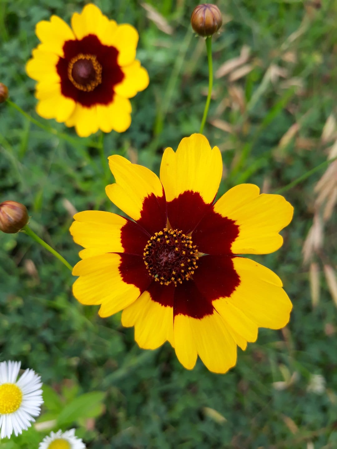 Yellow Coreopsis flower with a dark burgundy center against a soft-focus green garden background in portrait view.