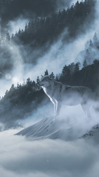 Wolf, misty, fog, mountain, snow, trees, landscape, nature, wildlife, animal, ethereal, mysterious, solitary, wild, canine, predator, atmospheric, scenic, winter, majestic