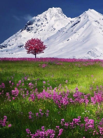 mountain, spring, wildflowers, snow, vibrant, nature, scenic, outdoor, beautiful, natural beauty, colorful, serene, tranquil, pink flowers, lone tree, landscape, majestic, bright, peaceful, contrast