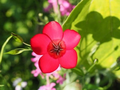 Red flax flower with delicate petals and a dark center glows under direct sunlight in a blurred green garden.