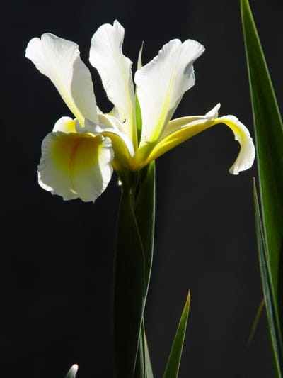 White iris flower petals with yellow centers illuminated by bright backlight against a dark, shadowy background.
