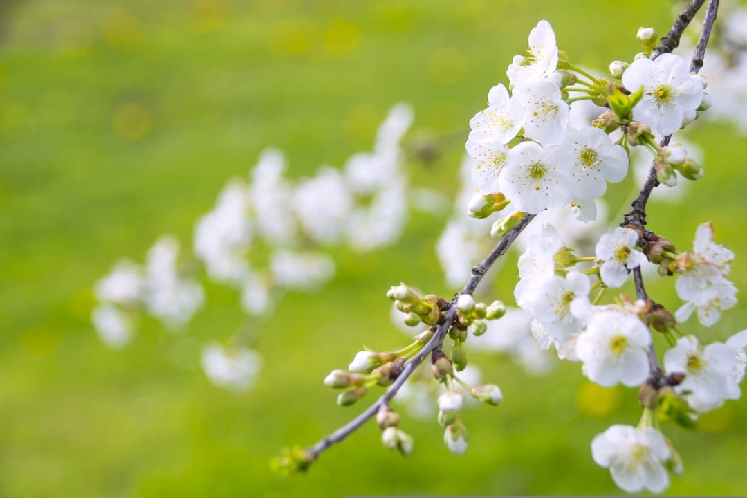 White cherry blossoms with yellow centers cluster on a branch against a blurred green background in close-up.